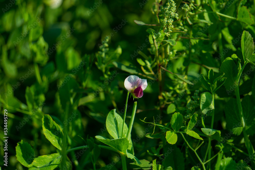 Pisum sativum. Green leaf background. Field of flowering peas. A Fields with green peas plants in the winter season, Bangladesh. Pisum sativum. Green leaf background. Field of flowering peas. A Fields with green peas plants in the winter season, Bangladesh.