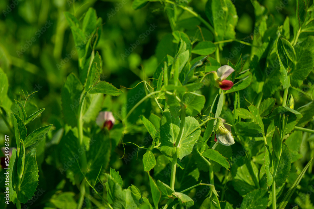 Beautiful close-up of green fresh peas and pea pods. Healthy food. Selective focus on fresh bright green pea pods on pea plants in a garden. Growing peas outdoors and blurred background. Beautiful close-up of green fresh peas and pea pods. Healthy food. Selective focus on fresh bright green pea pods on pea plants in a garden. Growing peas outdoors and blurred background.