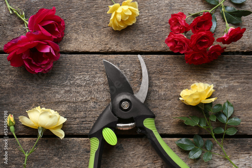 Fototapeta Naklejka Na Ścianę i Meble -  Secateur and beautiful roses on wooden table, flat lay