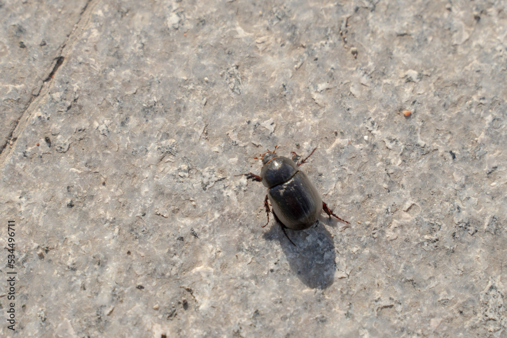 Close-up of a small black beetle crawling on concrete. The May beetle is black against the background of the earth. Close-up of a small black beetle crawling on concrete. The May beetle is black against the background of the earth.