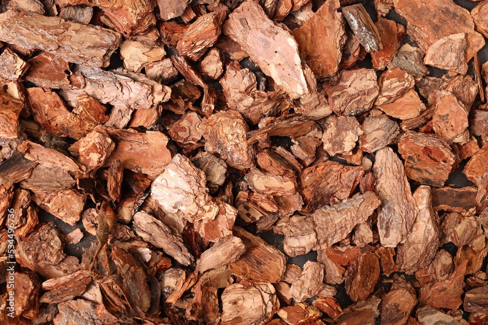 Tree bark pieces as background, top view