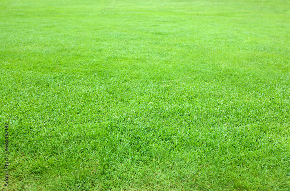 Beautiful freshly cut green lawn as background Beautiful freshly cut green lawn as background