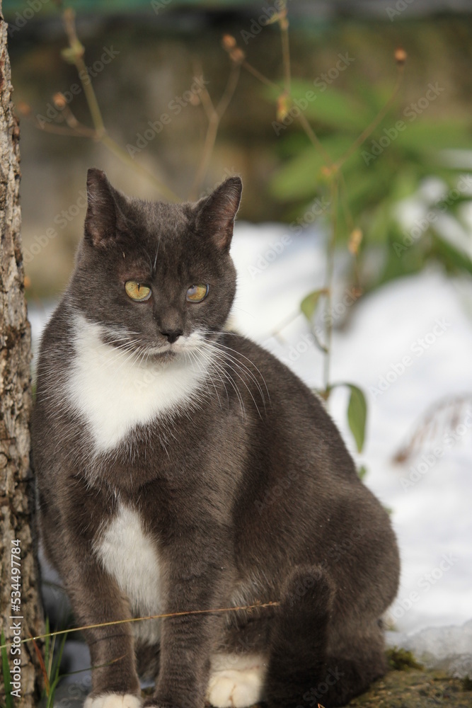 grey cat outdoors in snowy winter