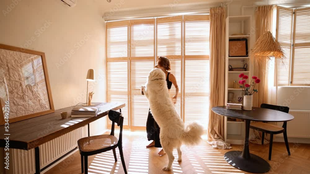 Woman plays with her cute white dog, having leisure time together in cozy and sunny living room of modern apartment in beige tones Woman plays with her cute white dog, having leisure time together in cozy and sunny living room of modern apartment in beige tones