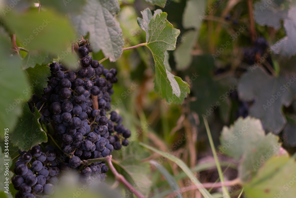 A bunch of black grapes against the background of grape leaves at the end of September