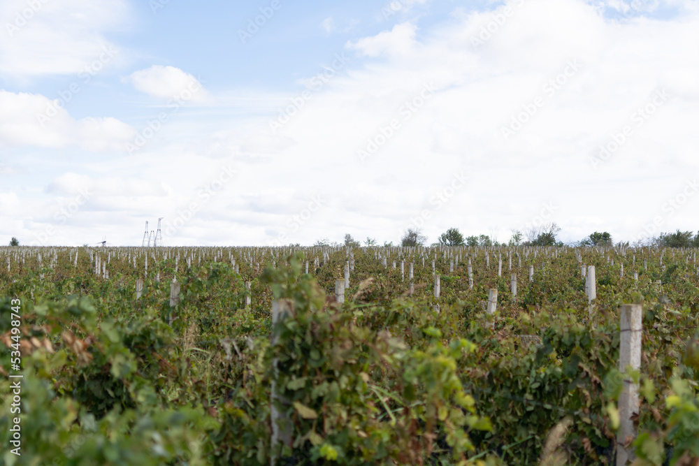 Vineyard ready for Grape harvest. Cahul region, Moldova