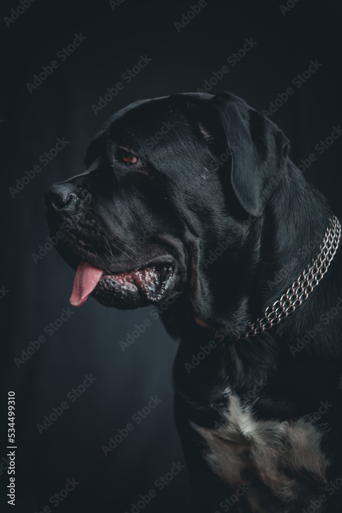 Fototapeta premium black dog portrait