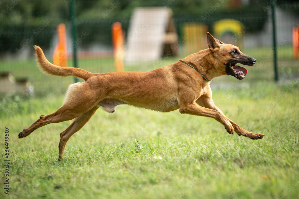 dog running on the beach