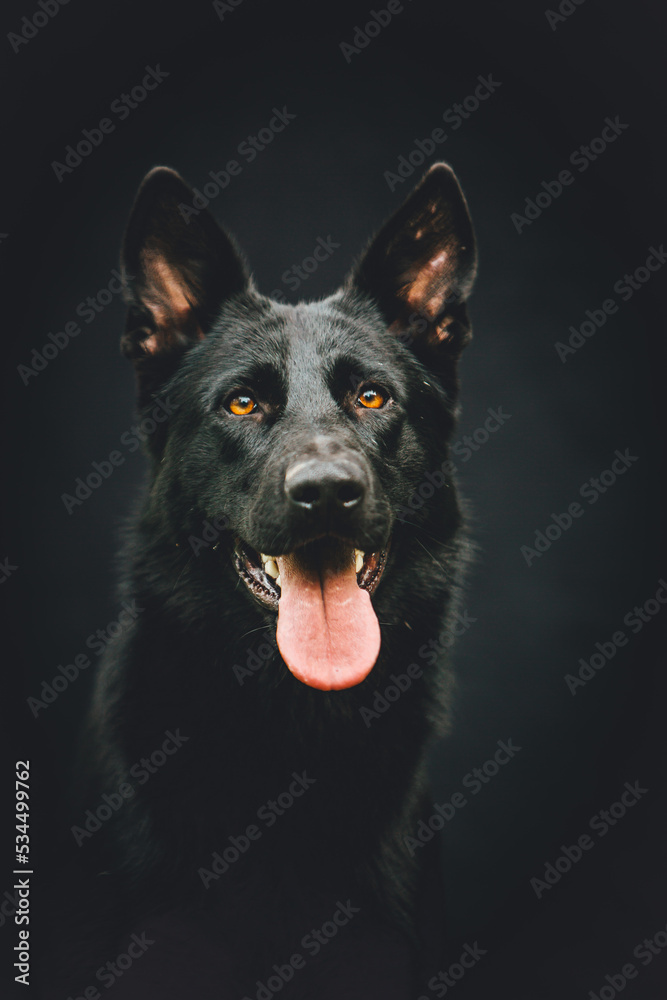 german shepherd dog portrait