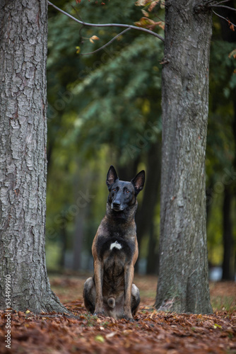 dog in the woods