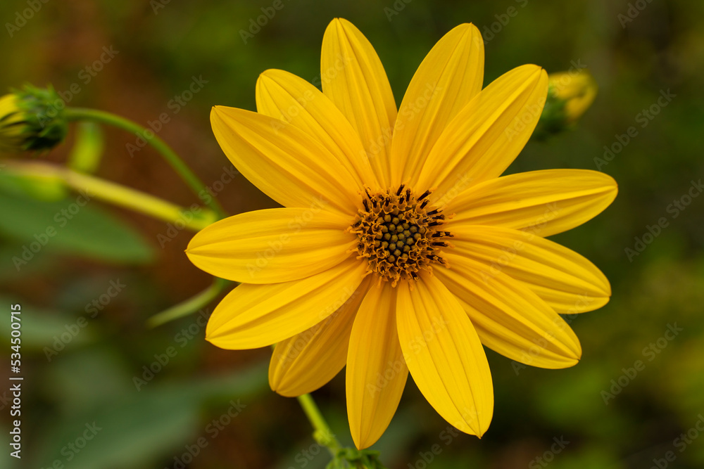 close-up of a beautiful yellow flower in the garden against a background of green foliage. Wild wildflowers. The science of flowers. close-up of a beautiful yellow flower in the garden against a background of green foliage. Wild wildflowers. The science of flowers.