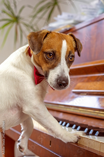 funny jack russell terrier with a red butterfly on his neck learn to play the piano with his paws. vertical.