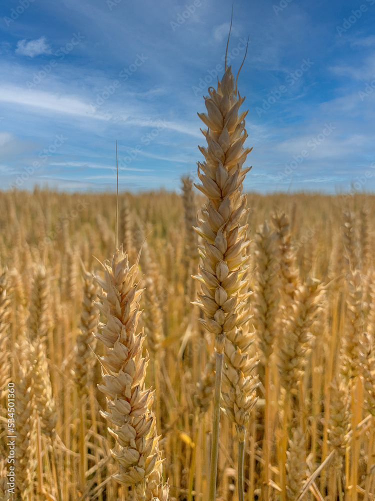 Fototapeta premium A field with grain. Spikelets Rye. Field on the background of the blue sky.