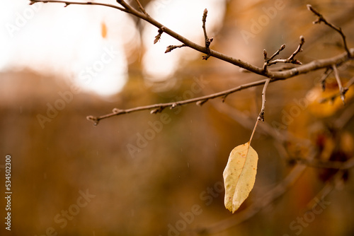 last yellow leaf on tree branch with orange background  arrival of cold weather  winter is coming  cyclone. late autumn  bare trees  high humidity  rainy weather. leaf fall  leaf cleaning. seasons