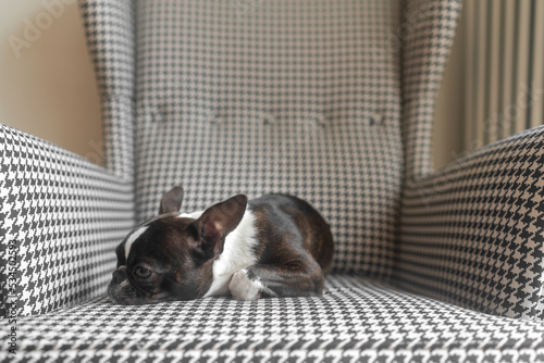 Französische Bulldogge Hund liegt auf schwarz weiss kariertem Sessel mit leicht geöffneten Augen photo