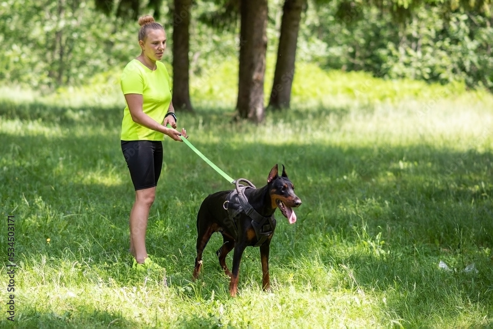 Angry Doberman with the mistress, in training with a cynologist. Angry Doberman with the mistress, in training with a cynologist.
