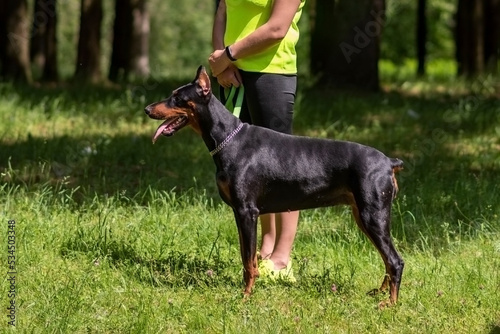 Doberman with the owner on a leash, in training.