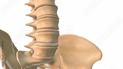 Human spine with pelvis medical 3D illustration