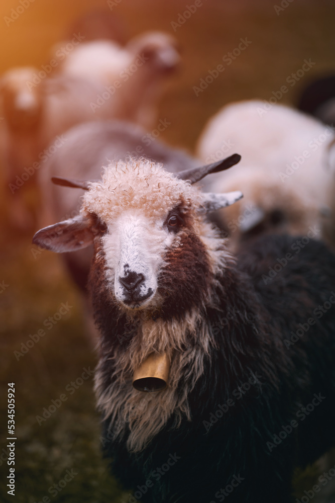 Fototapeta premium Portrait of a sheep with a bell on the neck. Sheep on a beautiful landscape background. Mountain landscape after the rain.