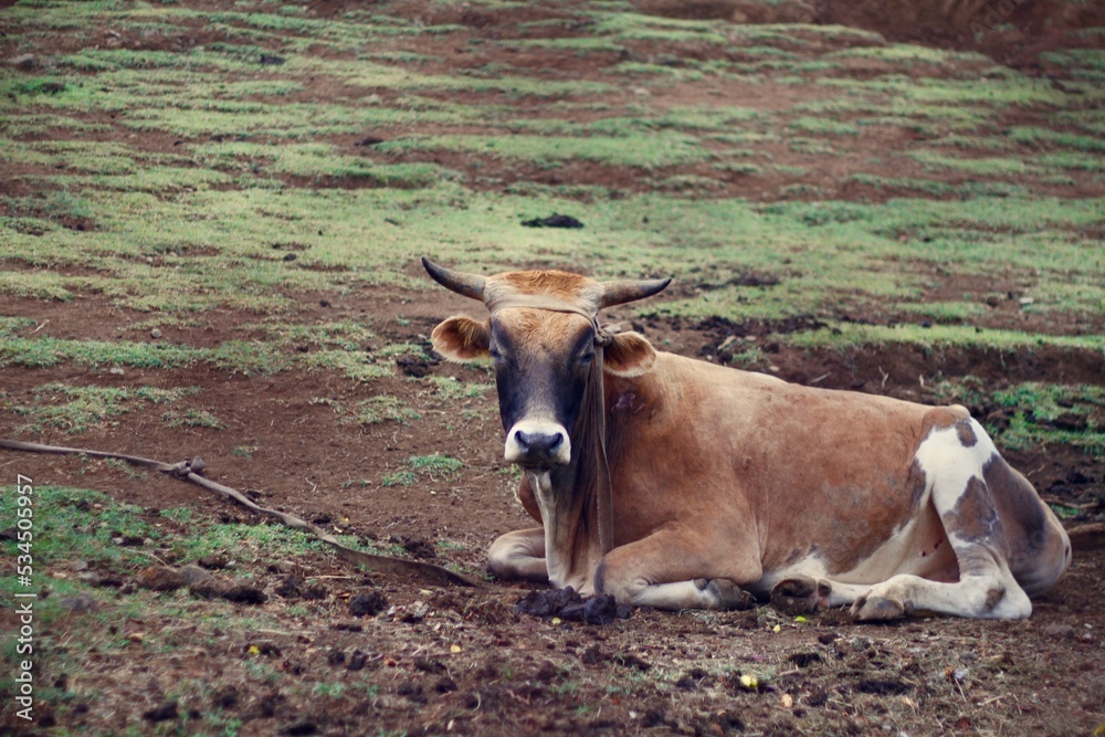 le repos de la vache dans les Antilles le repos de la vache dans les Antilles