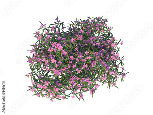 Oleander bush png alpha channel
