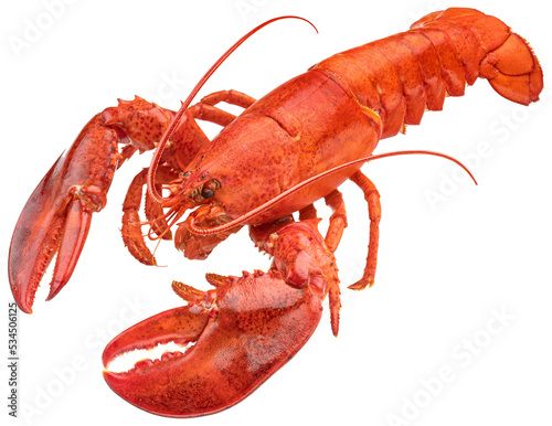 Tela Red lobster isolated