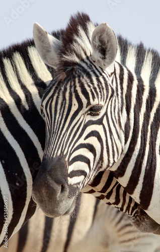 Full Framed Burchell Zebra Head looking into camera.  Etosha National Park, Namibia