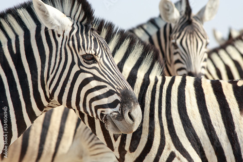 Full framed Zebra head  with stripes of other zebras in the background 