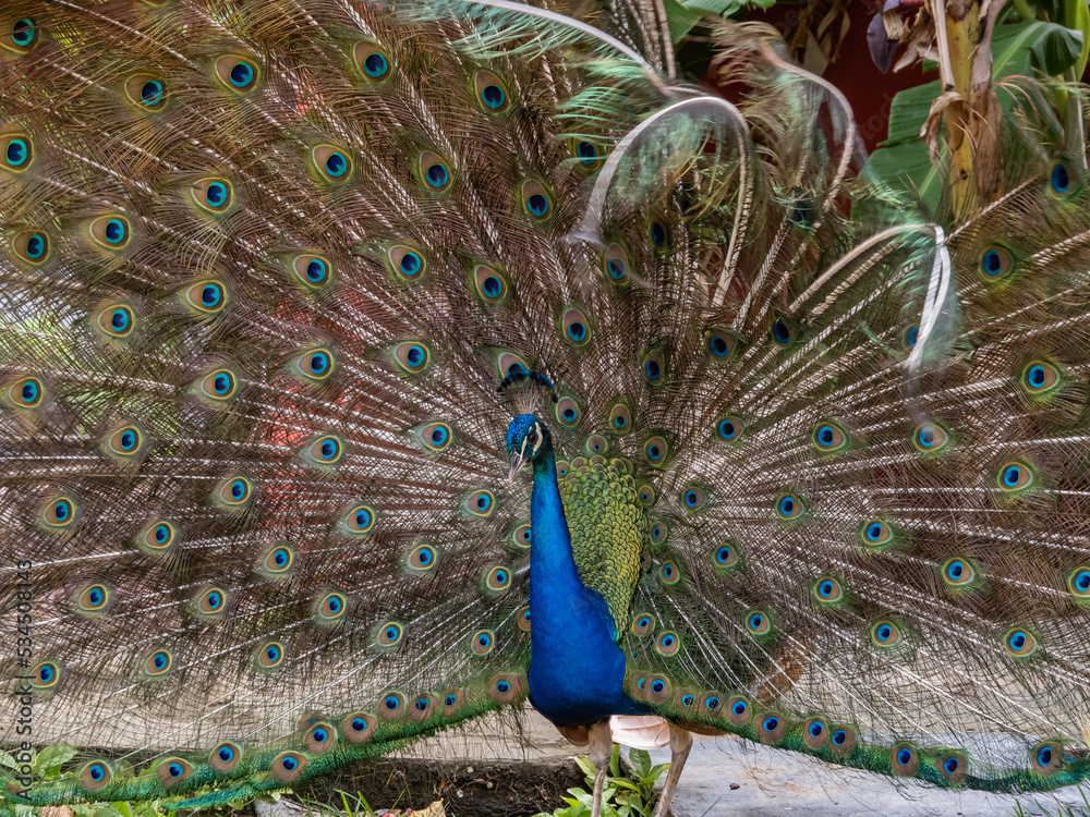 Naklejka premium Peacock displaying in the Caribbean