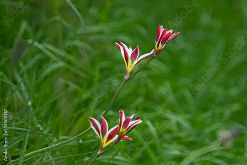 red bulb - Sparaxis grandiflora photo