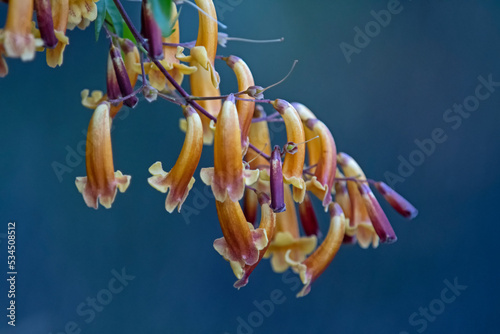 yellow gold climber-Wonga Gold Sunset- Pandorea pandorana