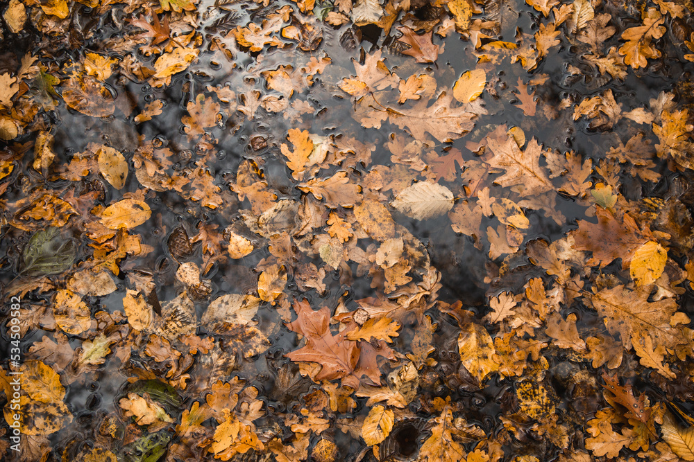 Red orange and brown wet autumn leaves background. Colorful background image of fallen autumn leaves in a deep rainy forest lake. Seasonal use, space for text. Outdoor fall