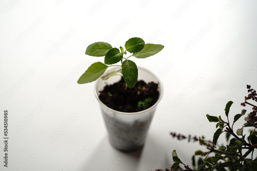 Young Tulsi Thulsi plant growing in a pot, selective focus