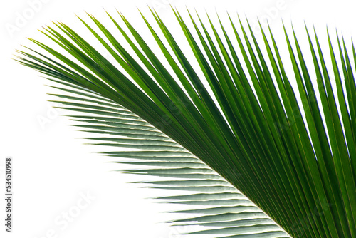 Coconut leaf  isolated on white background , tropical coconut tree © Warit