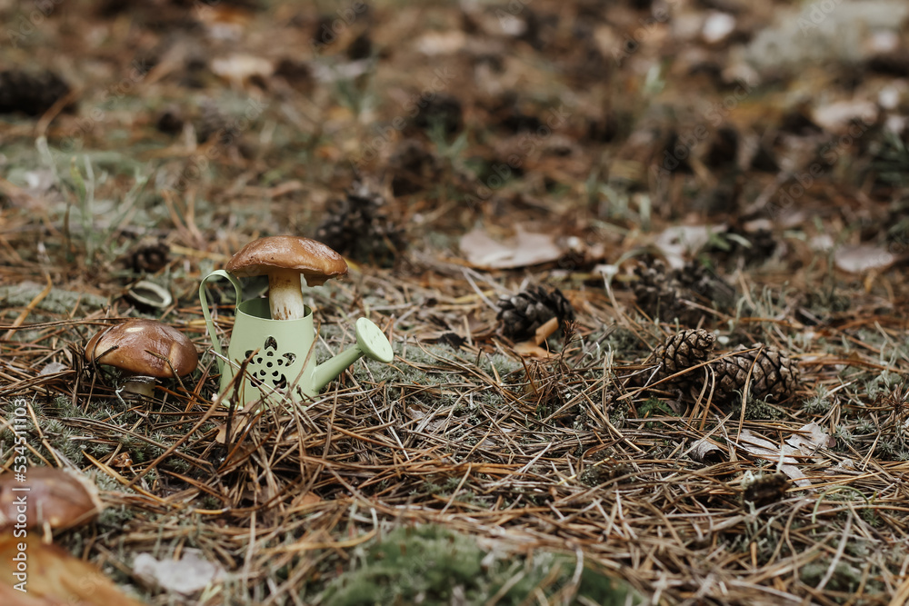 A watering can in the forest on moss among mushrooms, the concept of nature protection. A watering can in the forest on moss among mushrooms, the concept of nature protection.