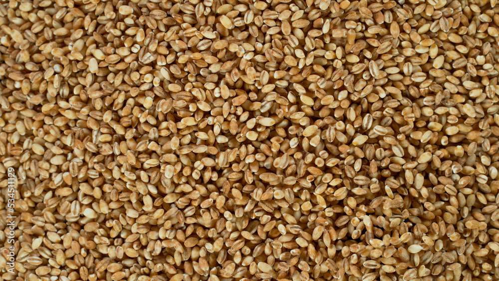 Texture of grain barley close-up, macro shot
