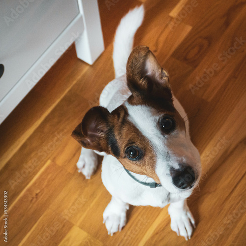 Nel the Jack Russel Terrier