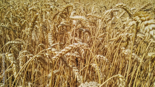Ripe grain