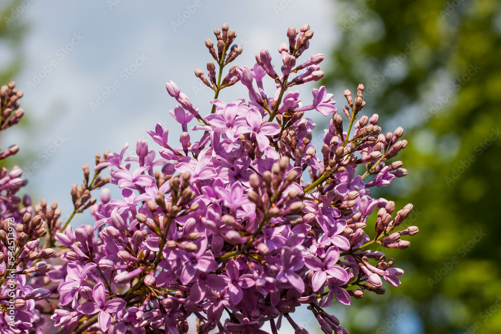Lilac in the park Lilac in the park