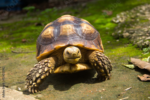 Land turtle in its natural environment. Cute turtle, Sulcata tortoise, African spurred tortoise.