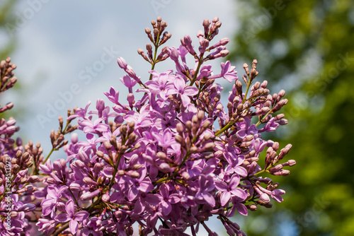 Lilac in the park