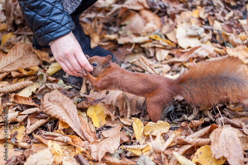 Feeding squirrel