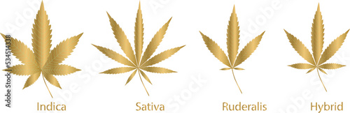 Cannabis or cannabis leaf golden vector illustration,Marijuana leaf golden isolated on white background.