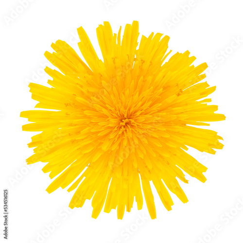 Dandelion yellow flower isolated on transparent background.	