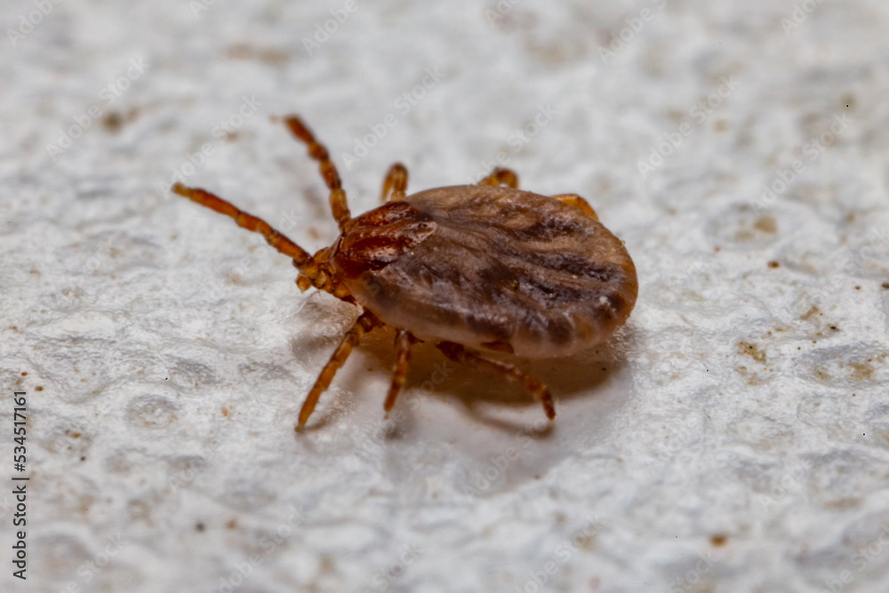 Tick (Ixodidae) in macro photo and has selective focus Tick (Ixodidae) in macro photo and has selective focus