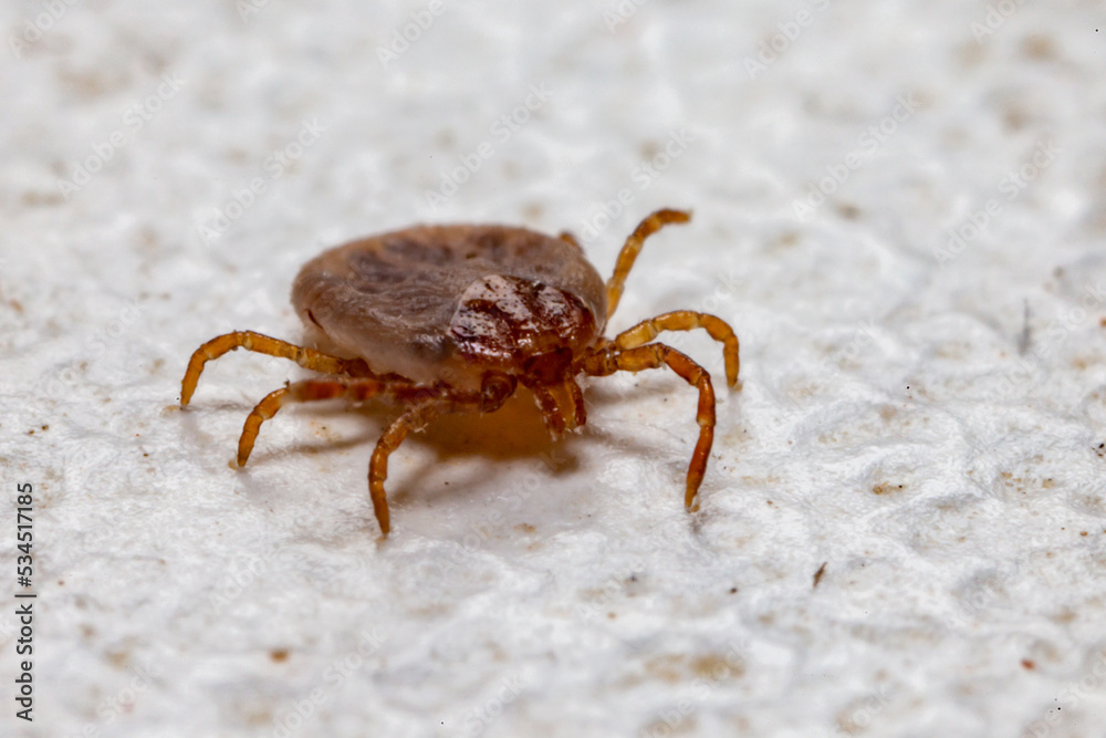 Tick (Ixodidae) in macro photo and has selective focus. Portrait Tick (Ixodidae) in macro photo and has selective focus. Portrait