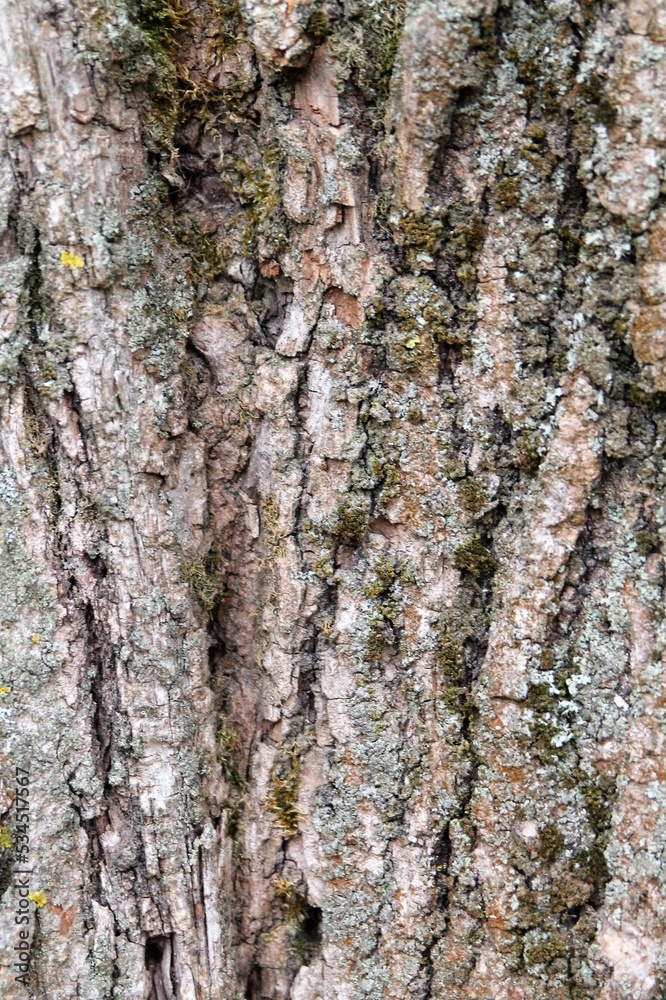 Obraz premium bark of a tree