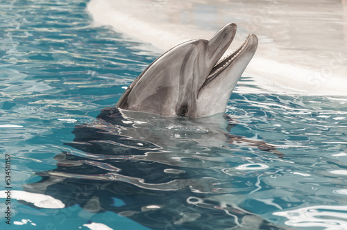 Smiling dolphin in the blue water of Dolphinarium in Crimea.