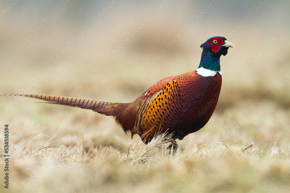 Fototapeta premium Common pheasant Phasianus colchius Ring-necked pheasant in natural habitat, grassland in early winter 