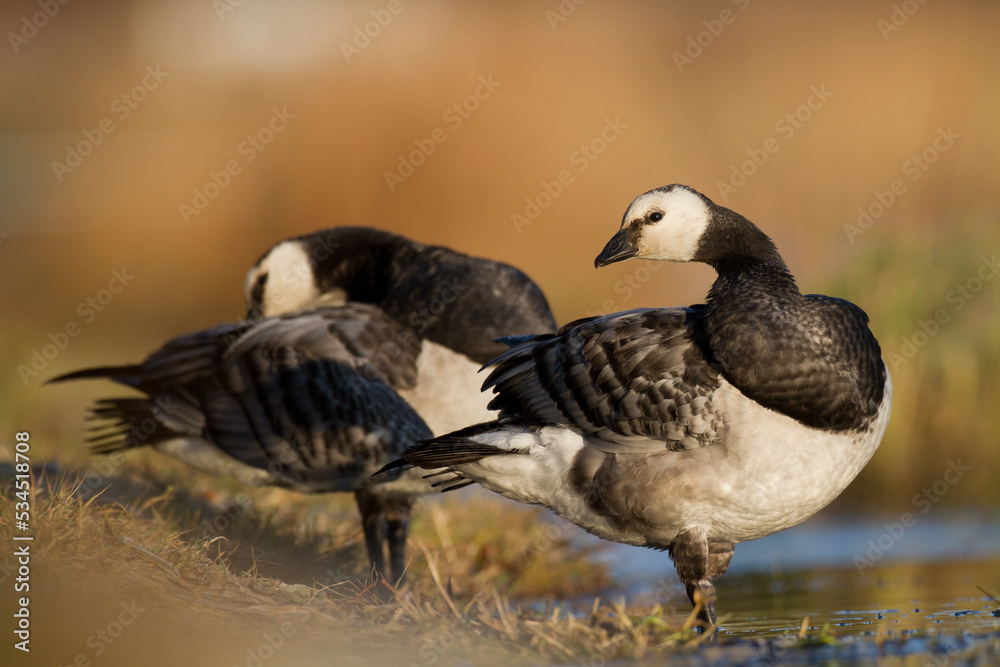 Bird goose - Barnacle geese Branta leucopsis migratory bird resting in Poland Europe, autumn Bird goose - Barnacle geese Branta leucopsis migratory bird resting in Poland Europe, autumn